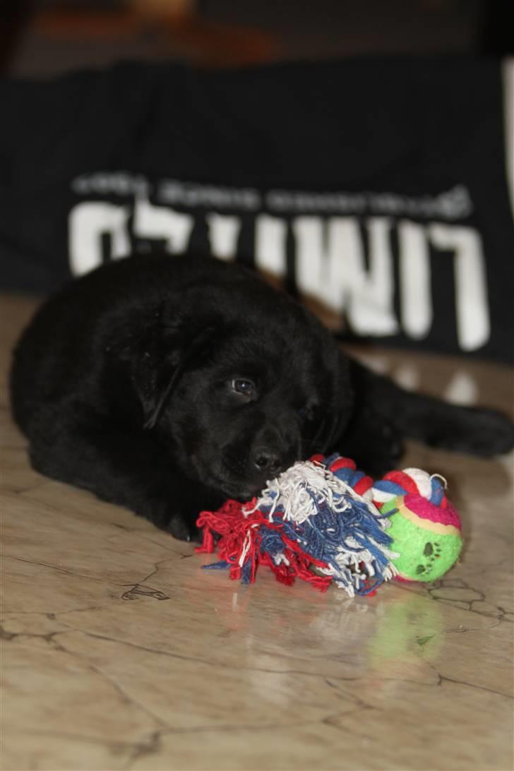 Blanding af racer Bimmer  billede 9