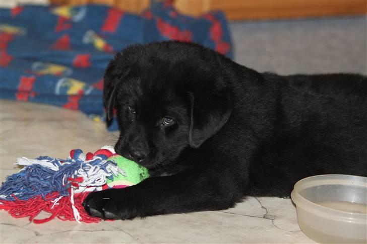 Blanding af racer Bimmer  billede 10