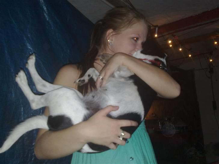 Dansk svensk gaardhund *Tøsen* billede 13