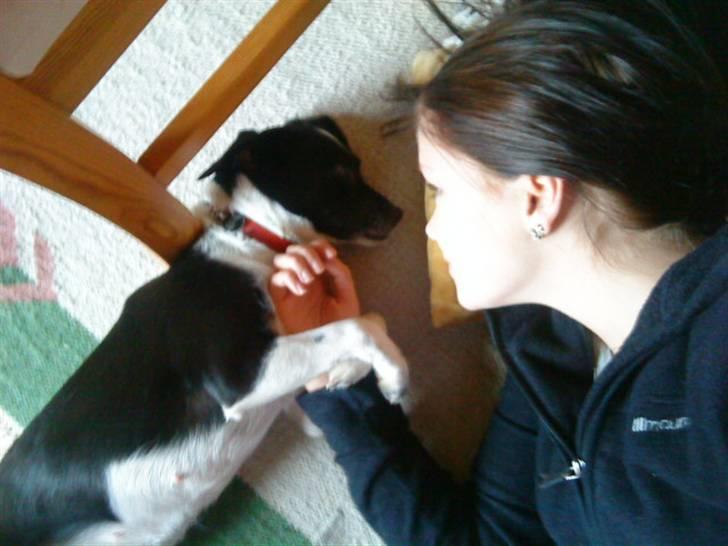 Dansk svensk gaardhund *Tøsen* billede 14