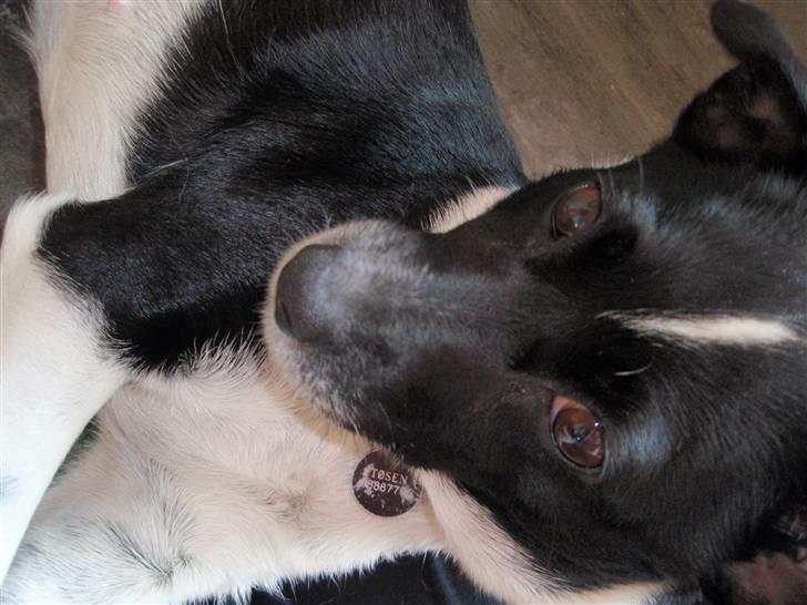 Dansk svensk gaardhund *Tøsen* billede 15