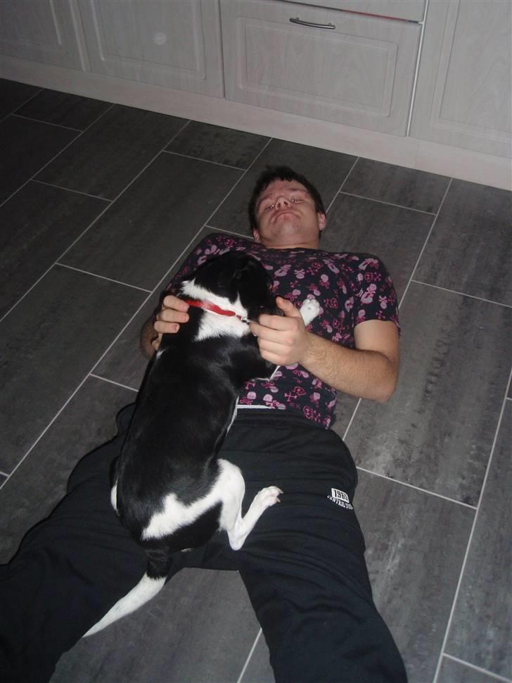 Dansk svensk gaardhund *Tøsen* billede 16