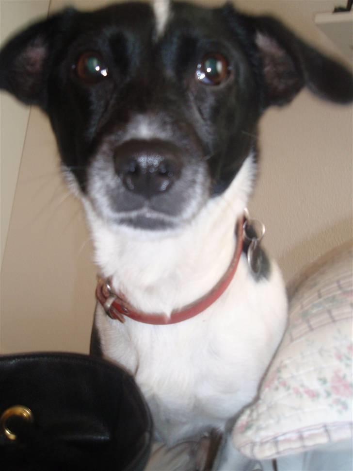 Dansk svensk gaardhund *Tøsen* billede 17