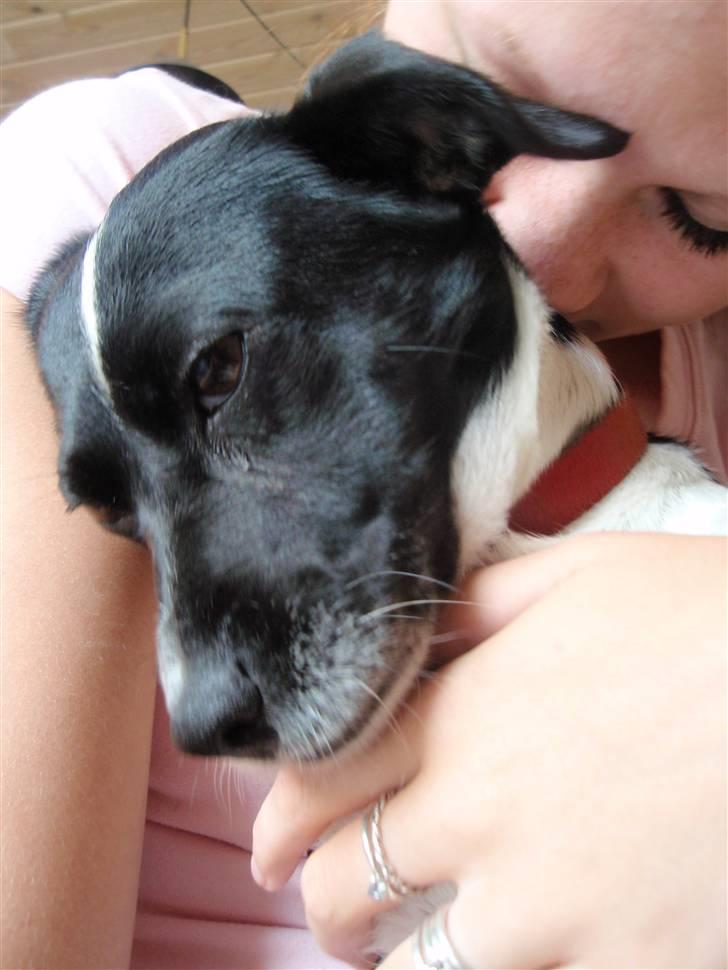 Dansk svensk gaardhund *Tøsen* billede 18