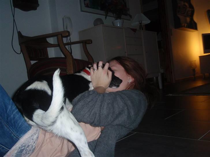 Dansk svensk gaardhund *Tøsen* billede 19