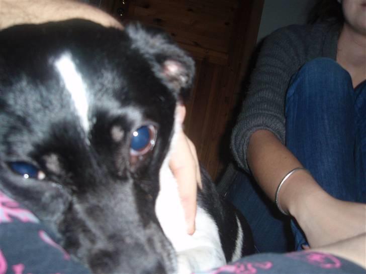 Dansk svensk gaardhund *Tøsen* billede 20