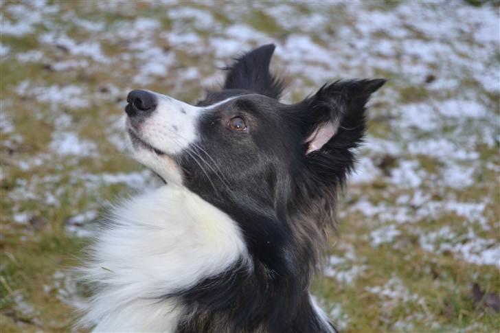 Blanding af racer Tiko billede 1