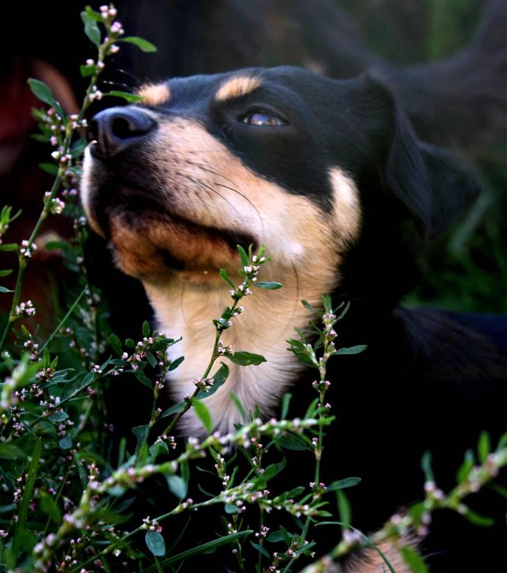 Xoloitzcuintle Xolan billede 1