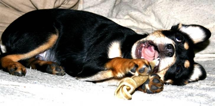 Xoloitzcuintle Xolan billede 2