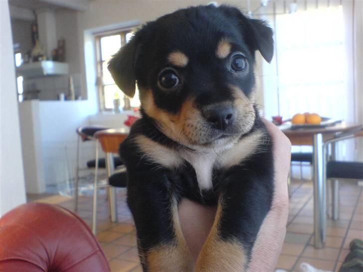 Xoloitzcuintle Xolan billede 3