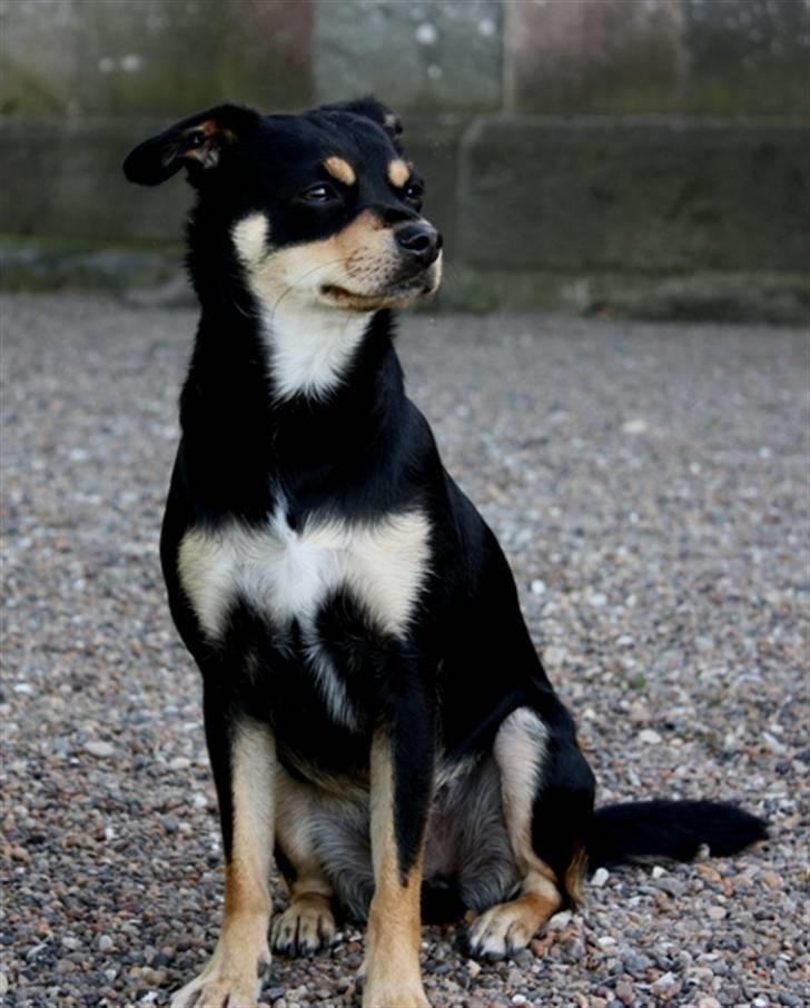 Xoloitzcuintle Xolan billede 4