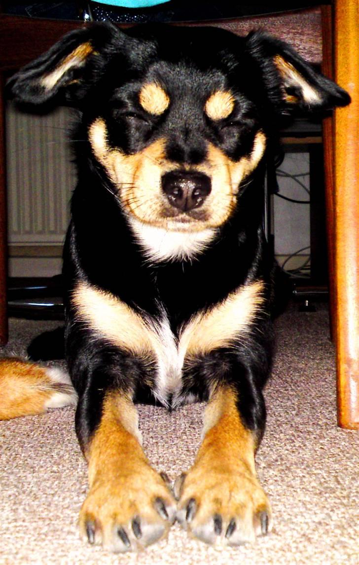 Xoloitzcuintle Xolan billede 5