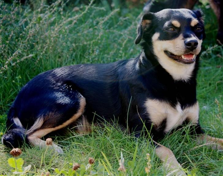 Xoloitzcuintle Xolan billede 6