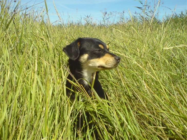 Xoloitzcuintle Xolan billede 7