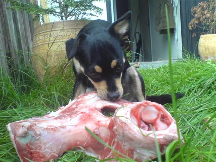 Xoloitzcuintle Xolan billede 8