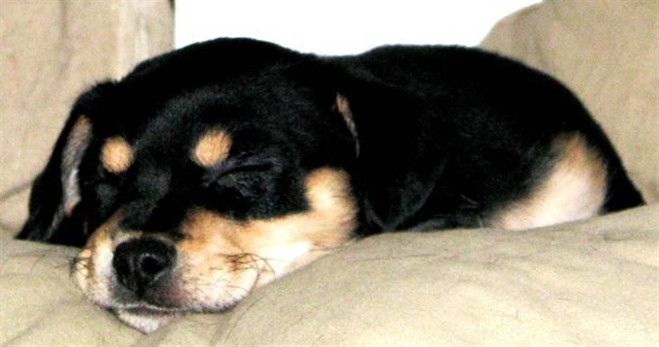 Xoloitzcuintle Xolan billede 9