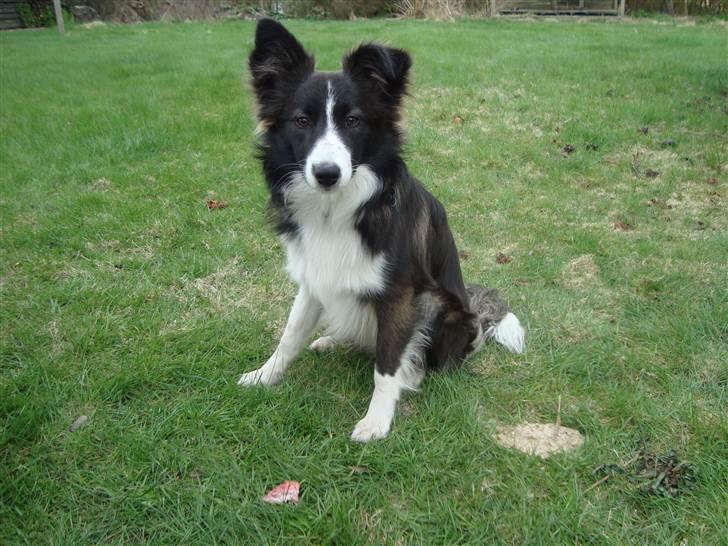 Blanding af racer Tiko billede 2