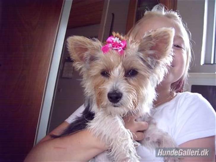 Biewer yorkshire terrier * Baby Doll * billede 13
