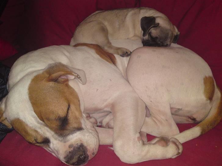 Mops Puggy billede 6