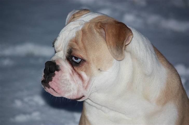 Amerikansk bulldog ABO´s King Joey billede 18