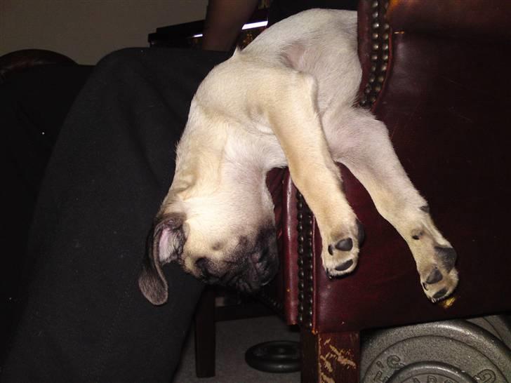 Mops Puggy billede 7