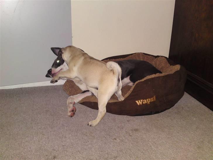 Mops Puggy billede 8