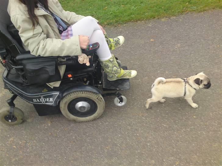 Mops Puggy billede 9