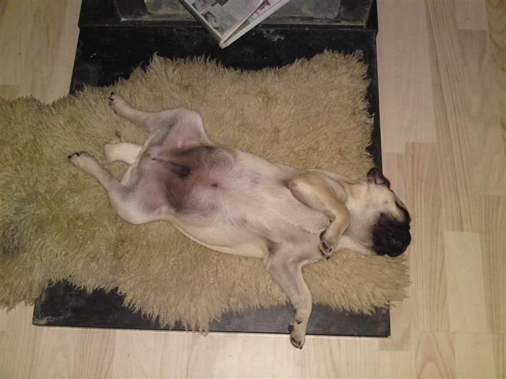 Mops Puggy billede 10