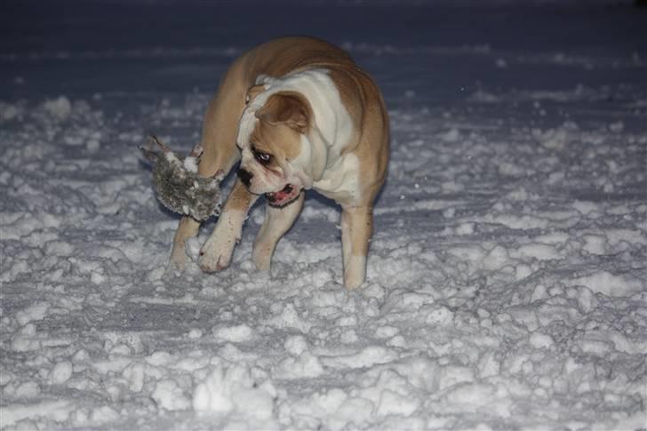 Amerikansk bulldog ABO´s King Joey billede 19