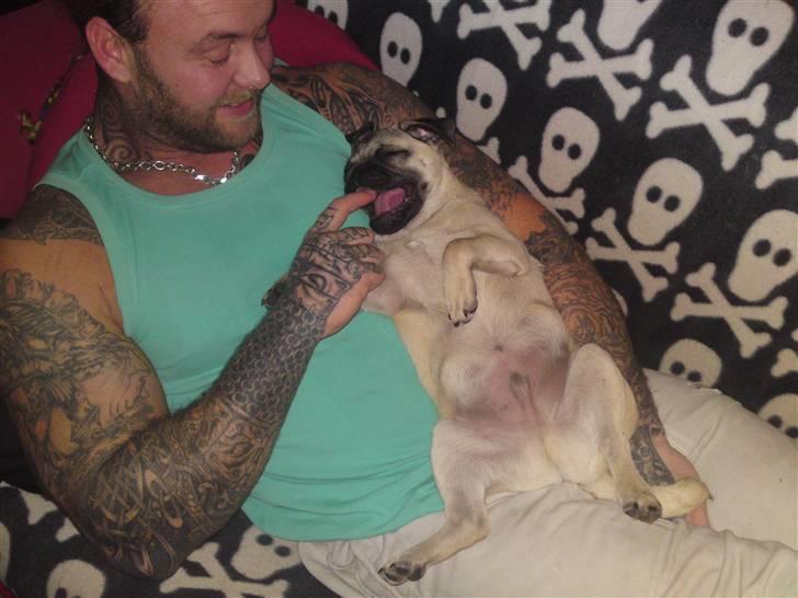 Mops Puggy billede 11