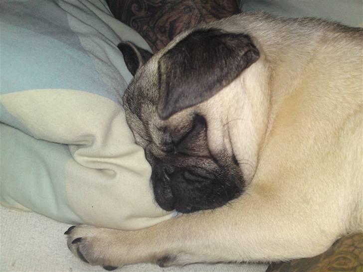 Mops Puggy billede 12