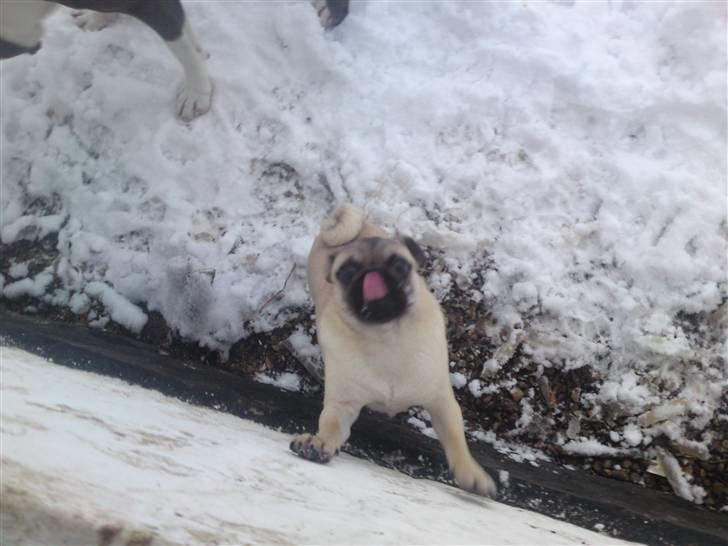 Mops Puggy billede 13