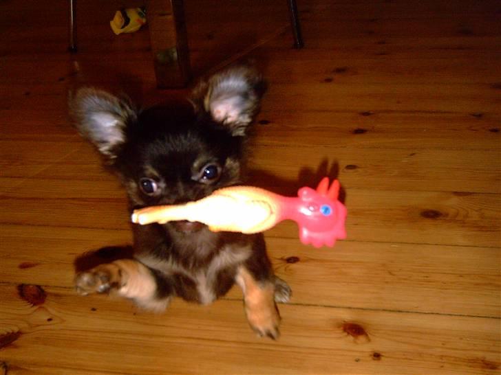 Chihuahua Kiwi billede 6