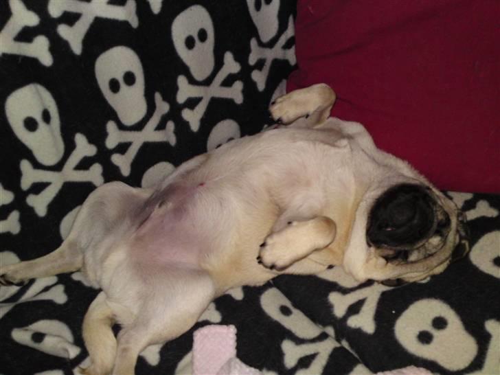 Mops Puggy billede 14