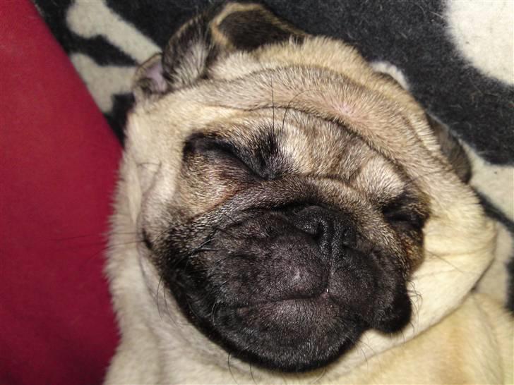 Mops Puggy billede 15