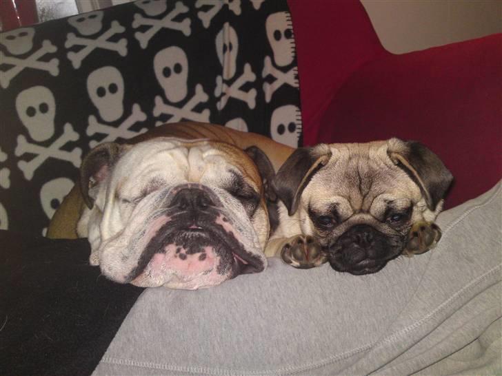 Mops Puggy billede 16