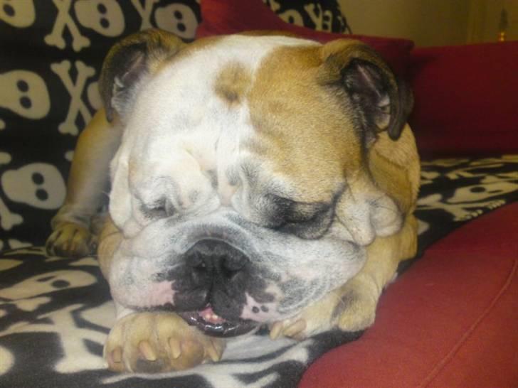 Engelsk bulldog Louie billede 5