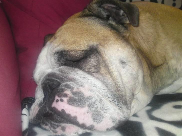 Engelsk bulldog Louie billede 6