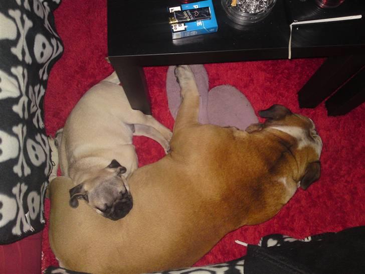 Engelsk bulldog Louie billede 7