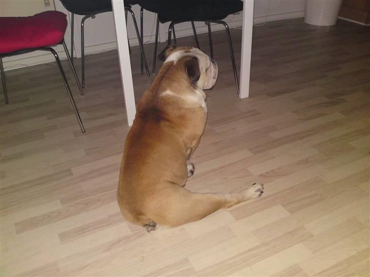 Engelsk bulldog Louie billede 8