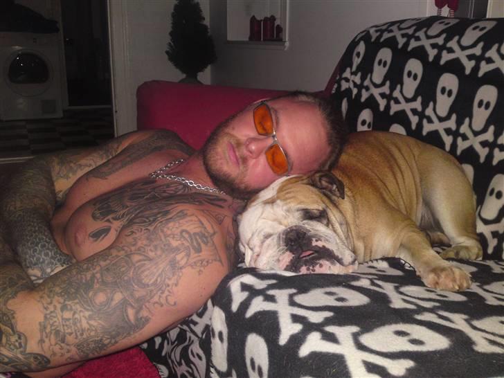 Engelsk bulldog Louie billede 9