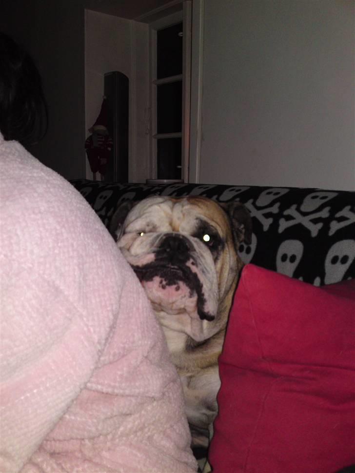 Engelsk bulldog Louie billede 10