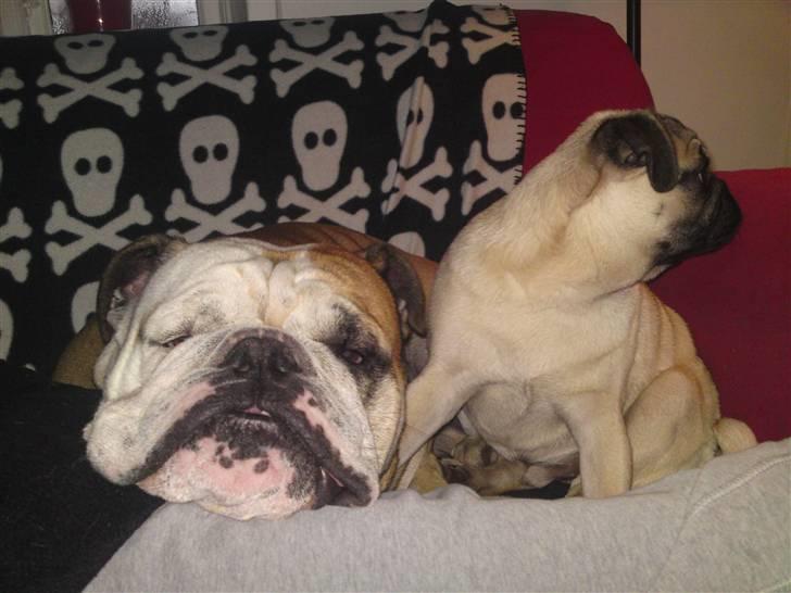 Engelsk bulldog Louie billede 11