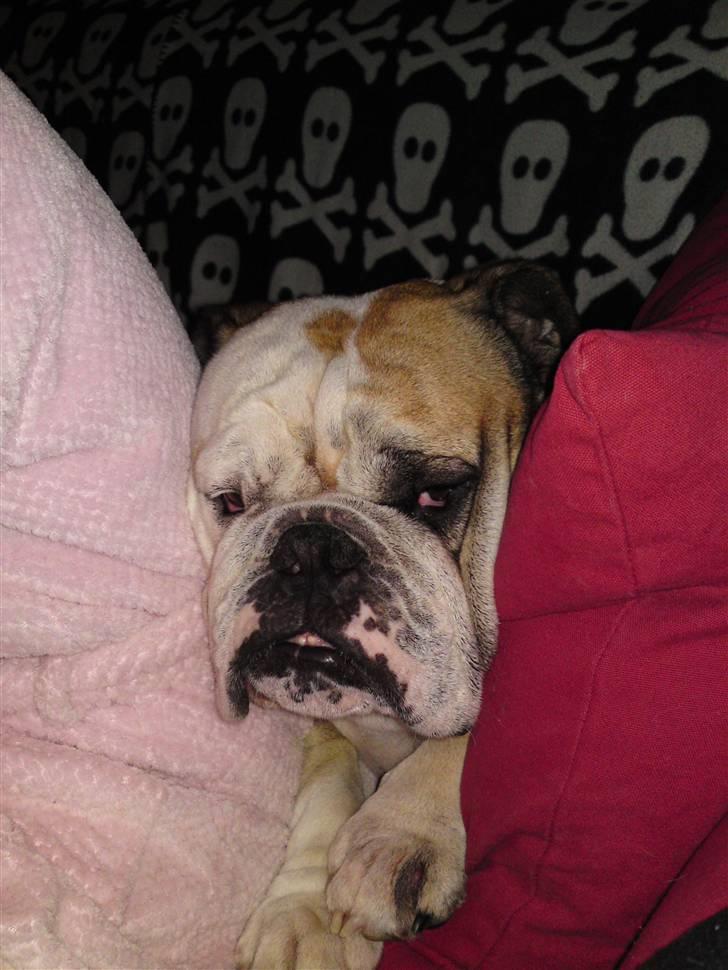 Engelsk bulldog Louie billede 12