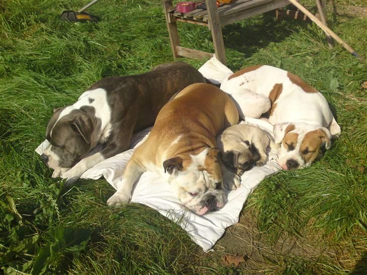 Amerikansk bulldog Bibi billede 5