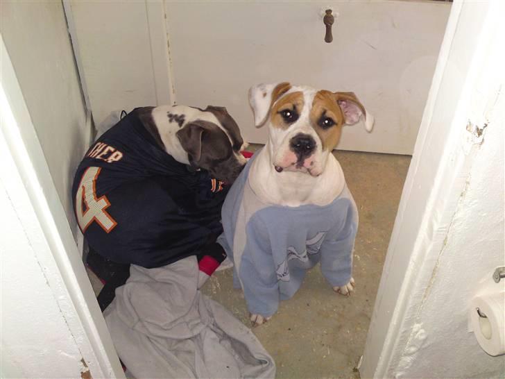 Amerikansk bulldog Bibi billede 6