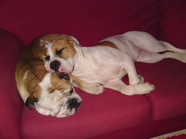 Amerikansk bulldog Bibi billede 7