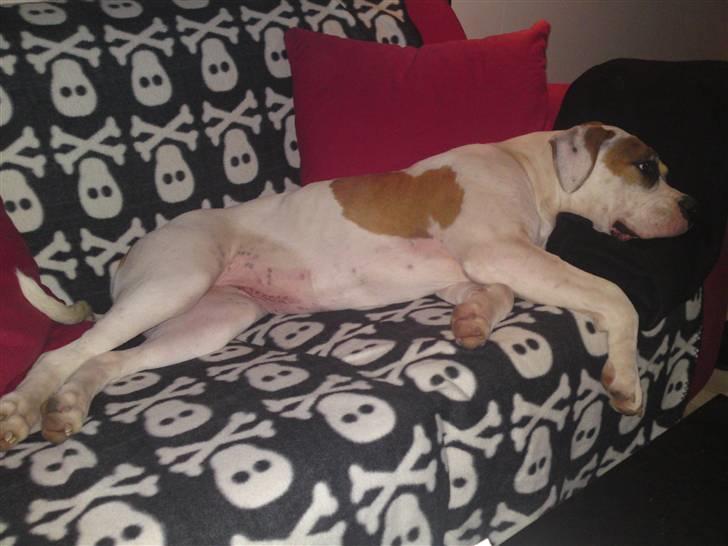 Amerikansk bulldog Bibi billede 8