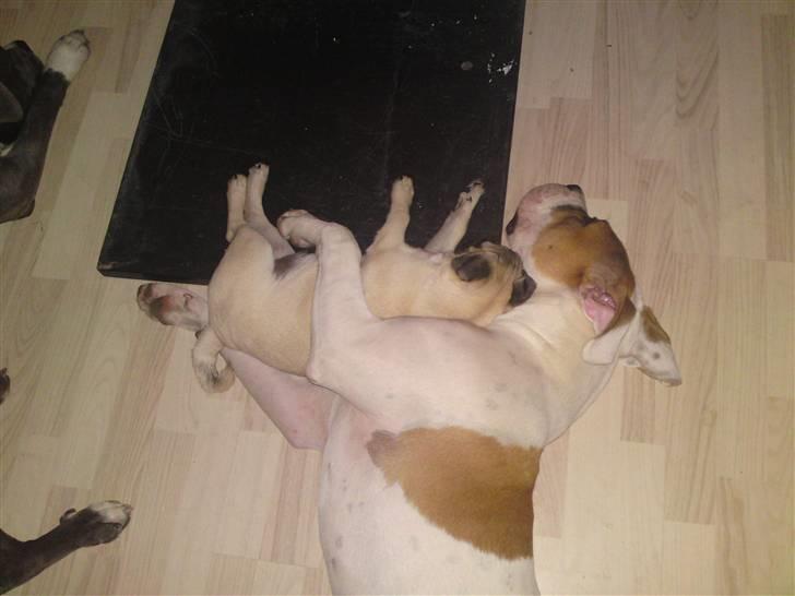 Amerikansk bulldog Bibi billede 9