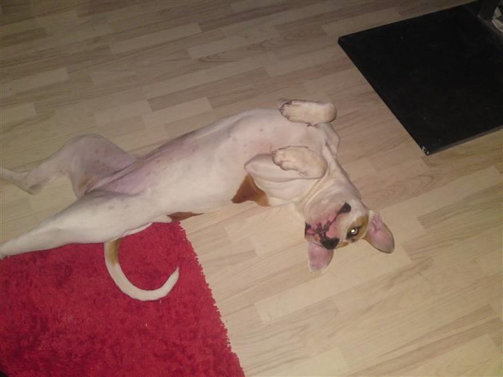 Amerikansk bulldog Bibi billede 10